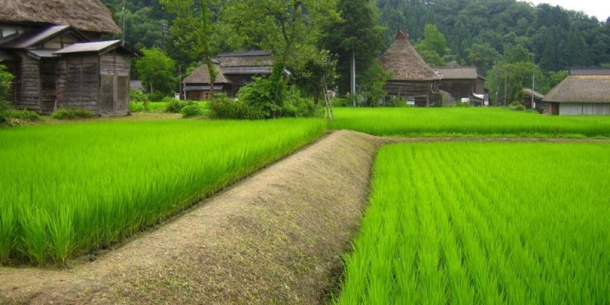 Who Are the Key Players Dominating the Japan Agritourism Market in 2026–2032?